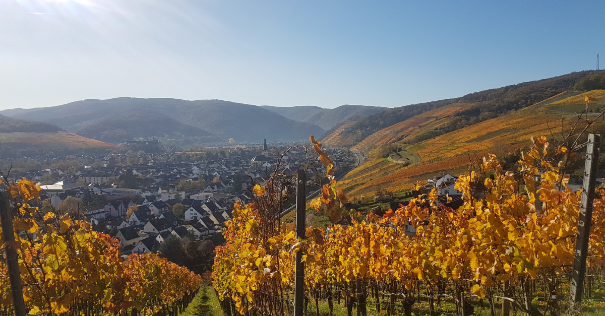 Enoturismo no Outono: Guia Completo das Melhores Vinícolas para Visitar em Portugal e Europa (2024-2025)